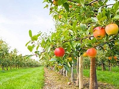 Μείγμα ιχνοστοιχείων OPTIFEED MIX