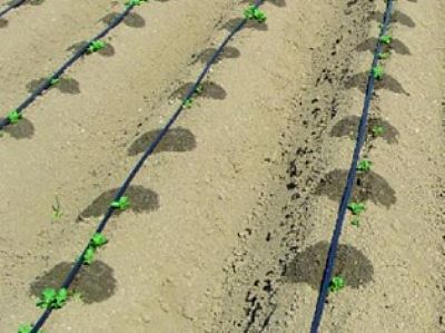 OPTIFEED B (Βόριο 21% β/β)